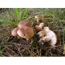 Мицелий Рядовки чешуйчатой / Сластушка (Tricholoma imbricatum)